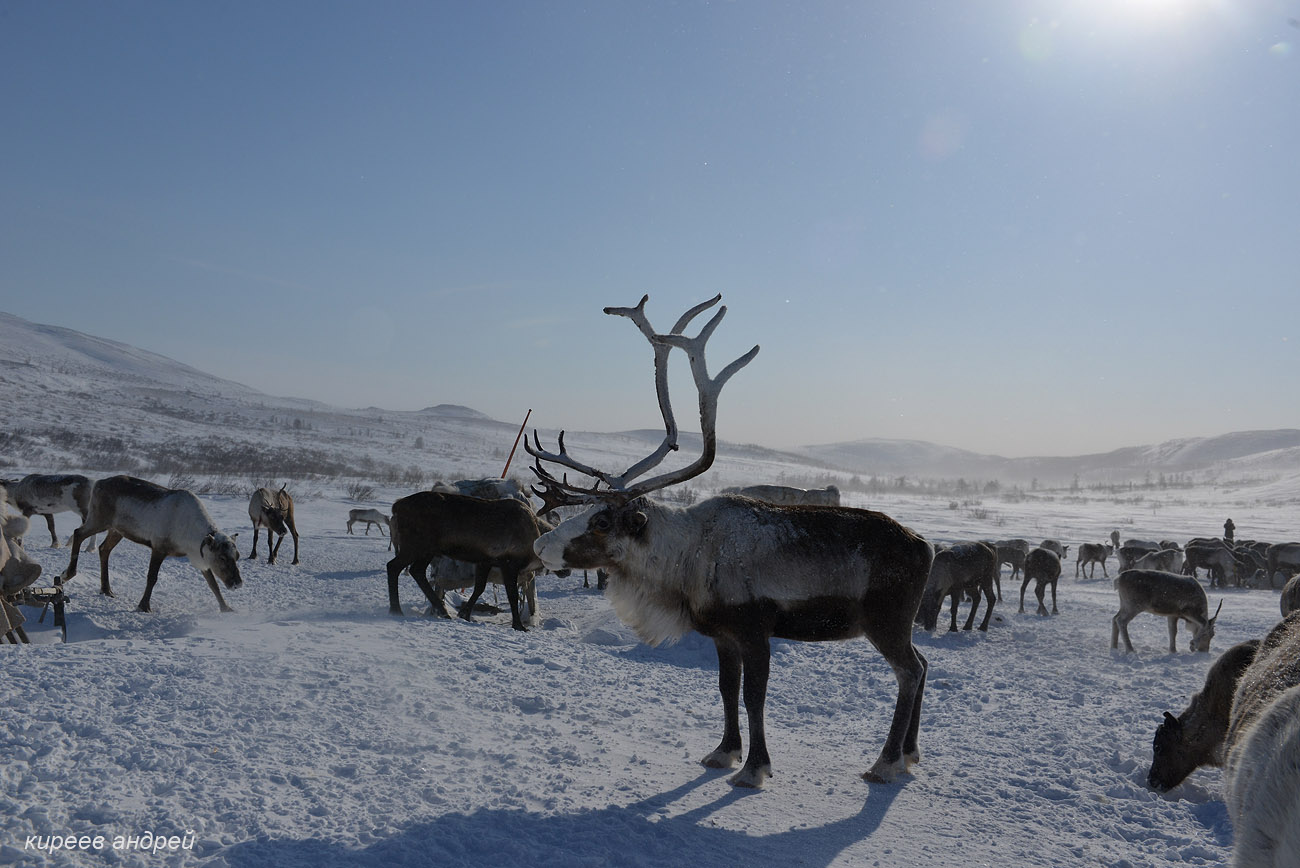 Yamal (Ямал)